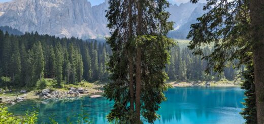 A tree overhanging Lago di Carezza in the Dolomites